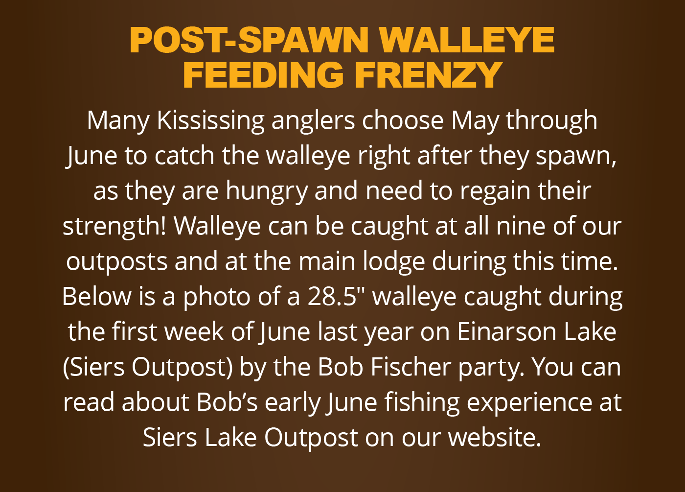 Post Spawn Walleye Feeding Frenzy