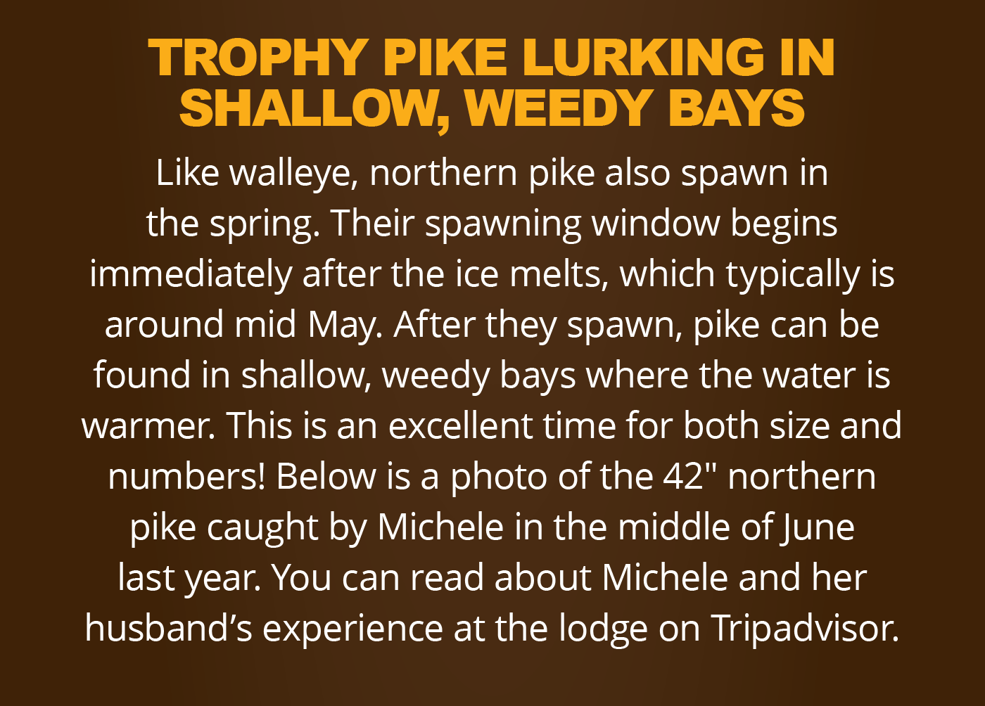 Trophy Pike Lurking in Shallow, Weedy Bays