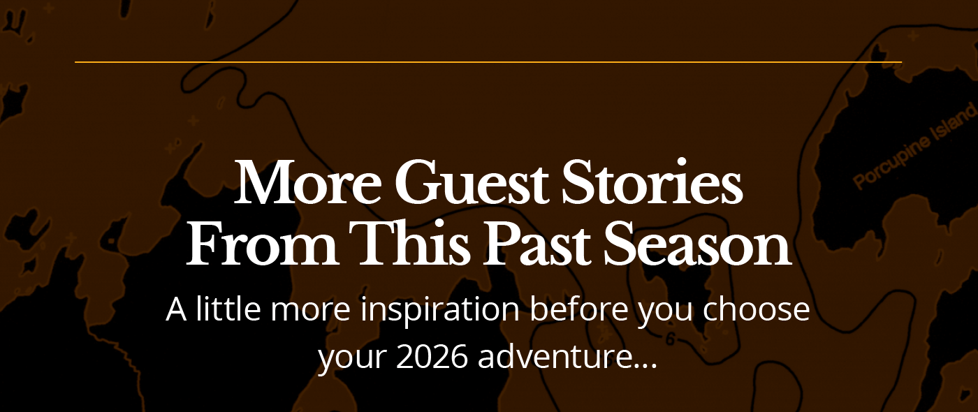 More Guest Stories
