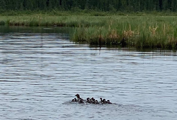 Family of Loons on the Lake