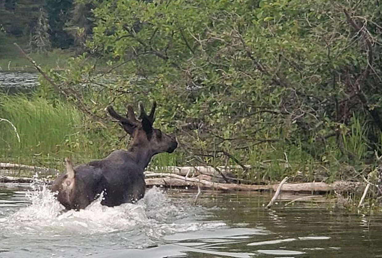 A Moose Swimming to Shore