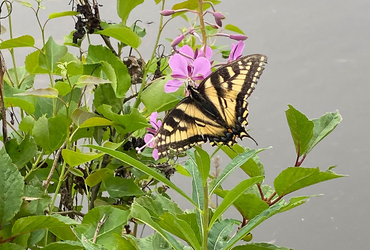 Beautiful Butterfly